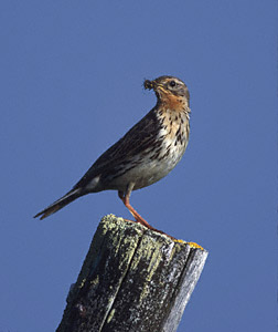 Red-throated Pipit (Anthus cervinus) photo image