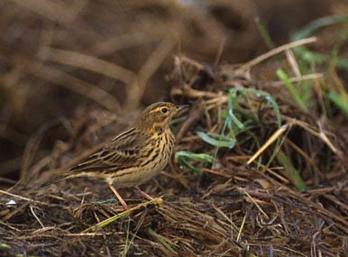Red-throated Pipit (Anthus cervinus) photo image