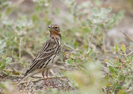 Red-throated Pipit (Anthus cervinus) photo image