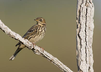 Red-throated Pipit (Anthus cervinus) photo image