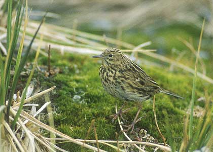 South Georgia Pipit (Anthus antarcticus) photo image