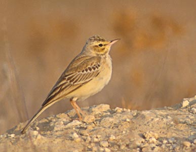 Tawny Pipit (Anthus campestris) photo image