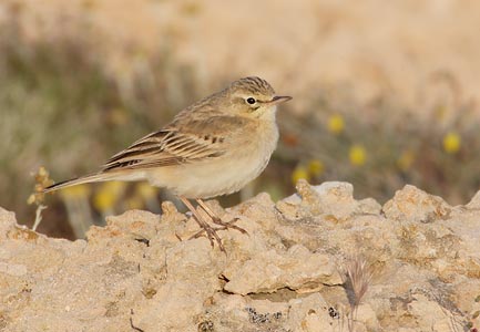 Tawny Pipit (Anthus campestris) photo image