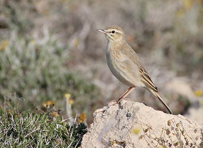 Tawny Pipit (Anthus campestris) photo image