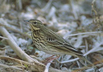 Tree Pipit (Anthus trivialis) photo image