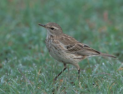 Water Pipit (Anthus spinoletta) photo image