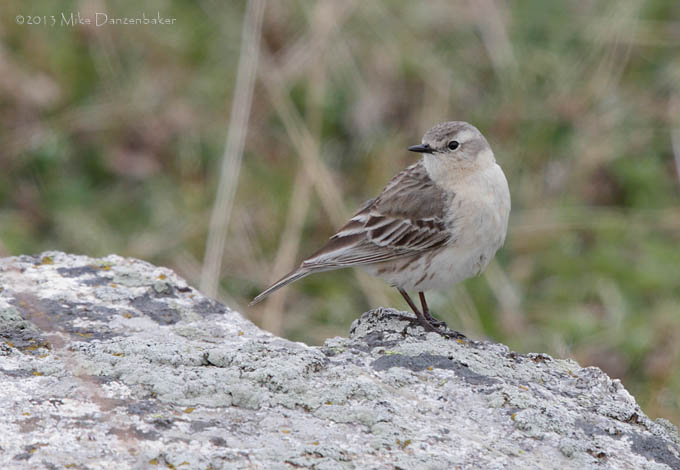 Water Pipit (Anthus spinoletta) photo
