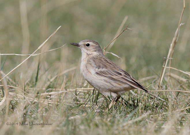 Water Pipit (Anthus spinoletta) photo