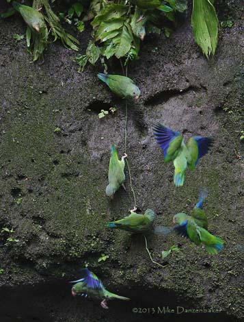 Cobalt-winged Parakeet (Brotogeris cyanoptera) photo