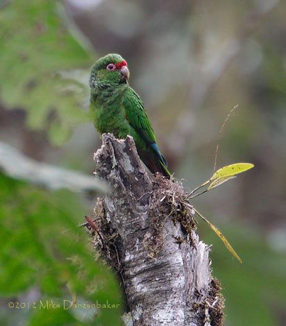 El Oro Parakeet (Pyrrhura orcesi) photo