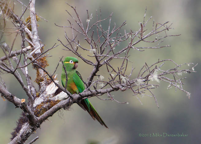 Golden-plumed Parakeet (Leptosittaca branickii) photo