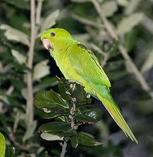 Green Parakeet (Aratinga holochlora) photo