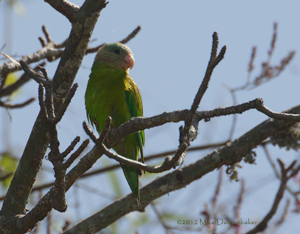 Gray-cheeked Parakeet (Brotogeris pyrrhoptera) photo image