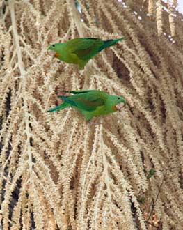Orange-chinned Parakeet (Brotogeris jugularis) photo image
