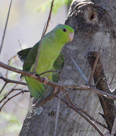 Pacific Parrotlet (Forpus coelestis) photo