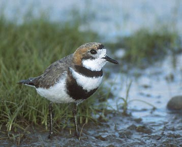 Two-banded Plover (Charadrius falklandicus) photo image