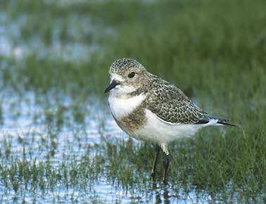 Two-banded Plover (Charadrius falklandicus) photo image