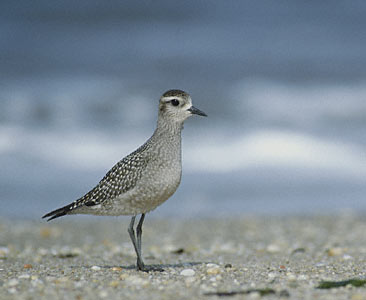 American Golden Plover (Pluvialis dominica) photo image