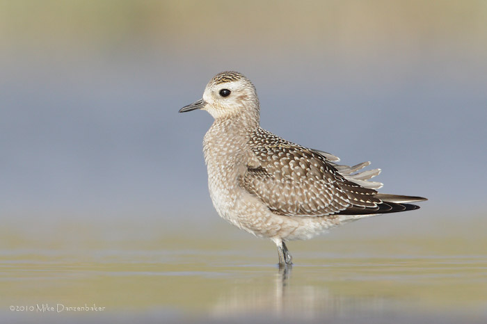 American Golden Plover (Pluvialis dominica) photo image