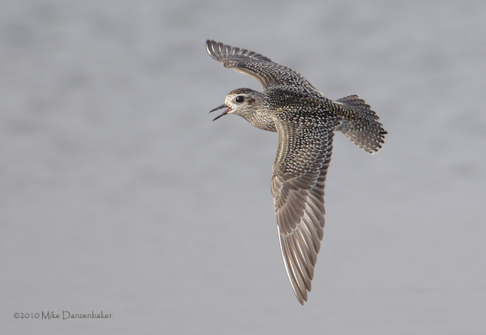 American Golden Plover (Pluvialis dominica) photo image