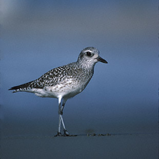 Black-bellied Plover (Pluvialis squatarola) photo image