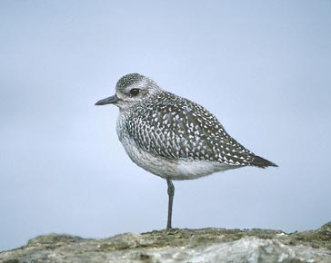 Black-bellied Plover (Pluvialis squatarola) photo image