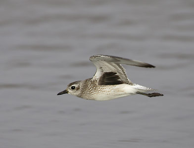 Black-bellied Plover (Pluvialis squatarola) photo image