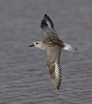 Black-bellied Plover (Pluvialis squatarola) photo image