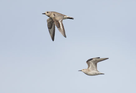 Black-bellied Plover (Pluvialis squatarola) photo image