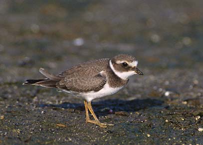 Common Ringed Plover (Charadrius hiaticula) photo image