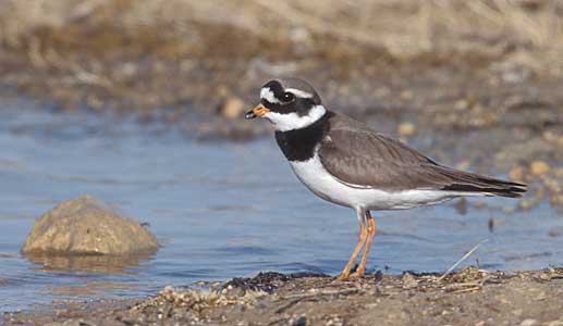 Common Ringed Plover (Charadrius hiaticula) photo image