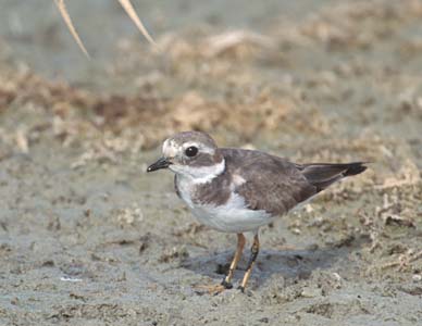 Common Ringed Plover (Charadrius hiaticula) photo image