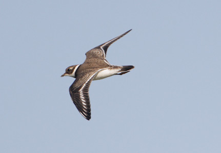 Common Ringed Plover (Charadrius hiaticula) photo image