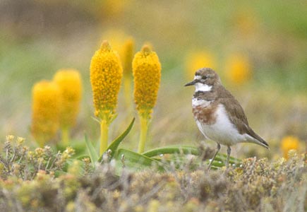 Double-banded Plover (Charadrius bicinctus) photo image