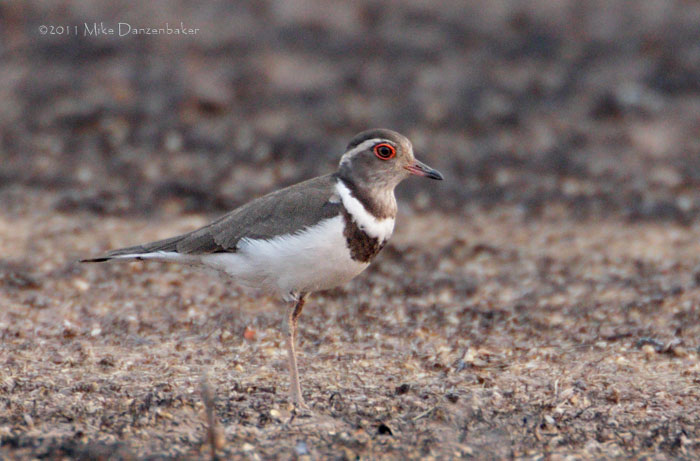 Forbes's Plover (Charadrius forbesi) photo image