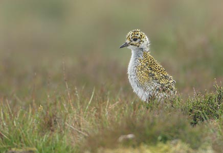 European Golden Plover (Pluvialis apricaria) photo image
