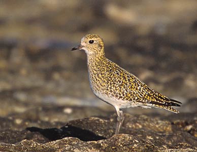 European Golden Plover (Pluvialis apricaria) photo image