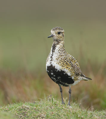 European Golden Plover (Pluvialis apricaria) photo image