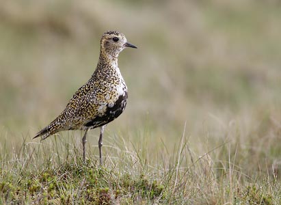 European Golden Plover (Pluvialis apricaria) photo image