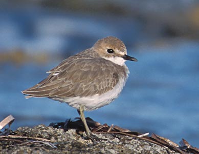 Greater Sand Plover (Charadrius leschenaultii) photo image