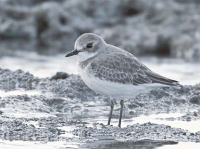 Greater Sand Plover (Charadrius leschenaultii) photo image