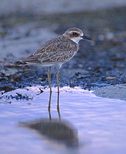 Greater Sand Plover (Charadrius leschenaultii) photo image