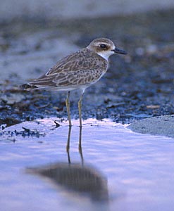 Greater Sand Plover (Charadrius leschenaultii) photo image