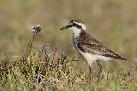 St. Helena Plover (Charadrius sanctaehelenae) photo