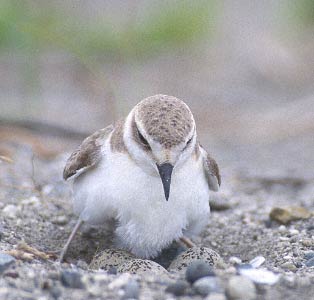 Kentish Plover (Charadrius alexandrinus) photo image
