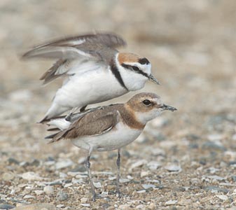 Kentish Plover (Charadrius alexandrinus) photo image