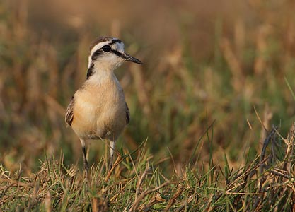 Kittlitz's Plover (Charadrius pecuarius) photo image
