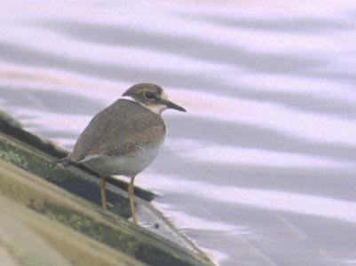 Long-billed Plover (Charadrius placidus) photo image