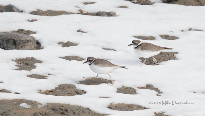 Long-billed Plover (Charadrius placidus) photo image