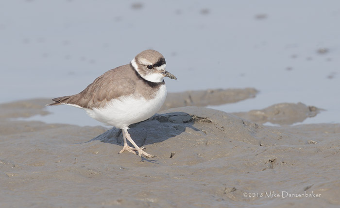 Long-billed Plover (Charadrius placidus) photo image
